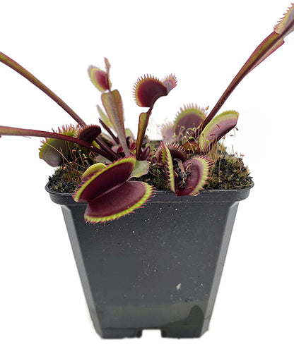 Dionaea muscipula "FB Red Shark Teeth" - rote Venusfliegenfalle