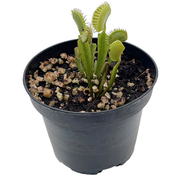 Dionaea muscipula &