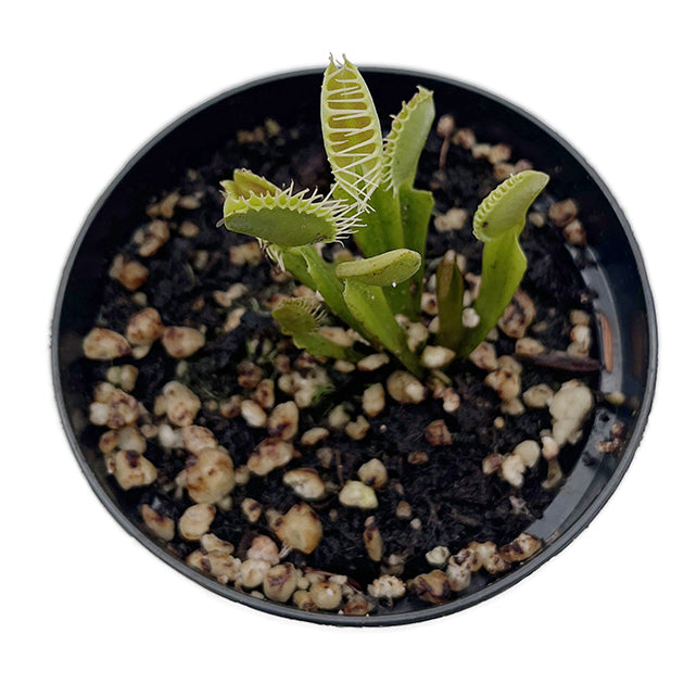 Dionaea muscipula &