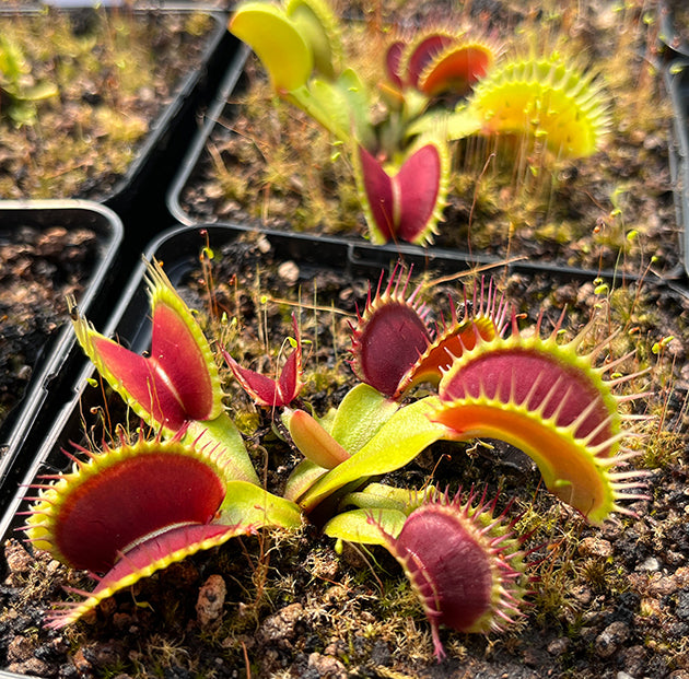 Dionaea muscipula "GJ Goliath"