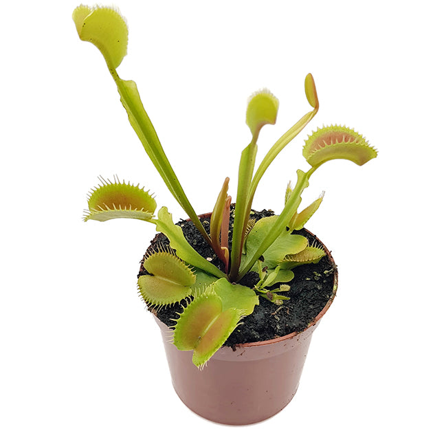 Dionaea muscipula "Giant Trap" - Venusfliegenfalle