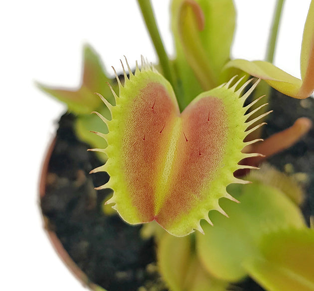 Dionaea muscipula "Giant Trap" - Venusfliegenfalle