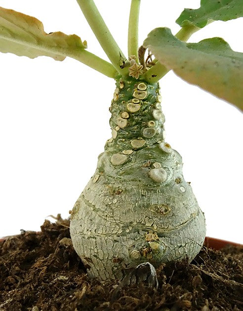 Dorstenia foetida – stinkende Dorstenie