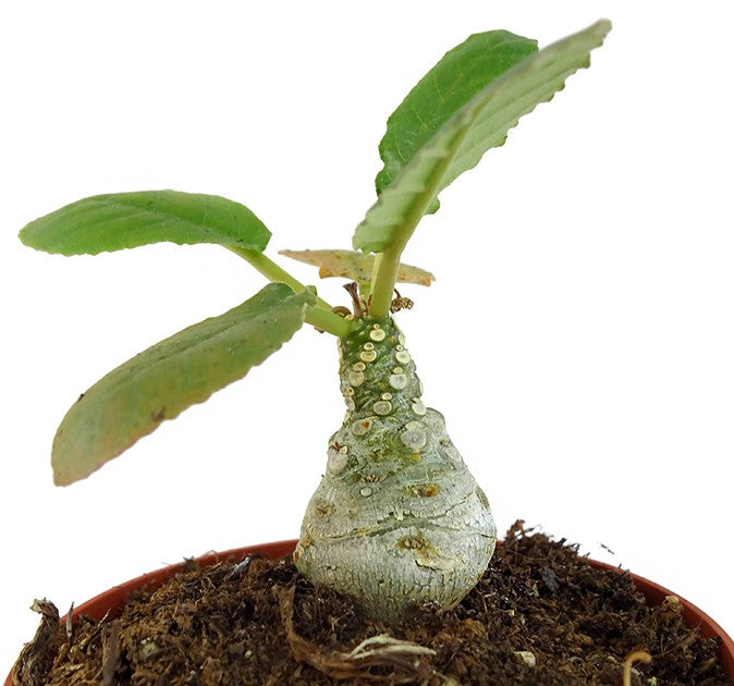 Dorstenia foetida – stinkende Dorstenie