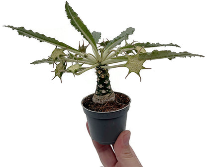 Dorstenia foetida – stinkende Dorstenie