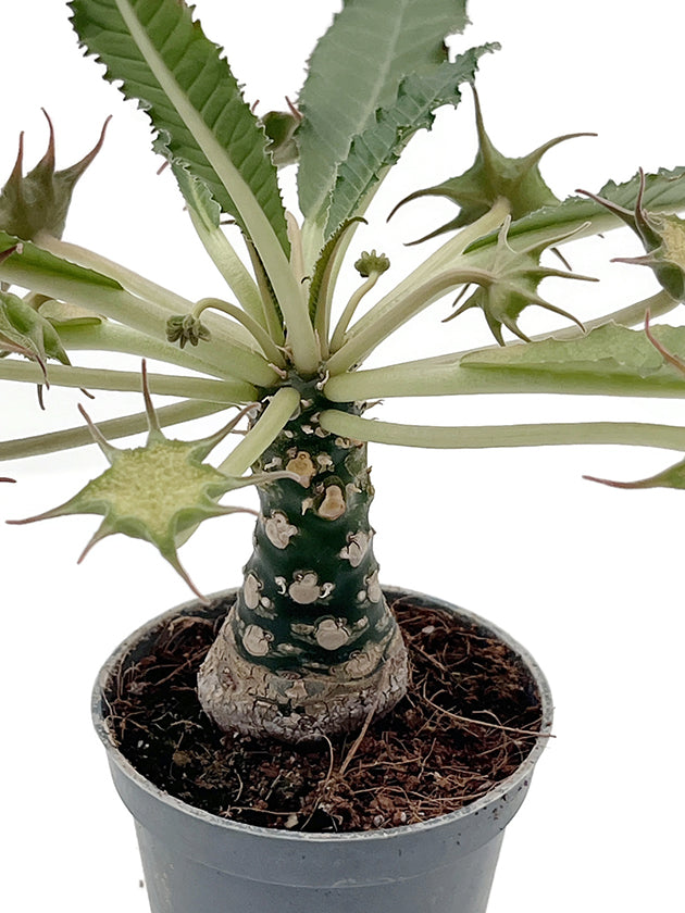Dorstenia foetida – stinkende Dorstenie