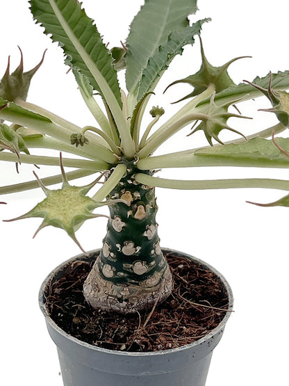 Dorstenia foetida – stinkende Dorstenie
