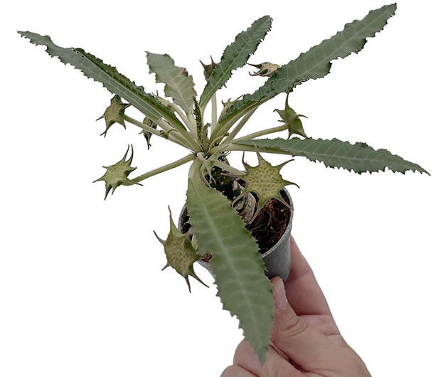 Dorstenia foetida – stinkende Dorstenie