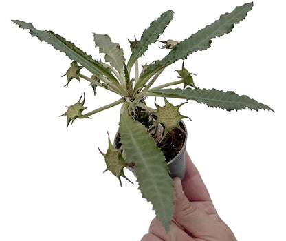 Dorstenia foetida – stinkende Dorstenie