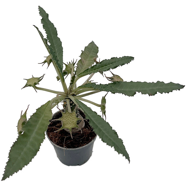 Dorstenia foetida – stinkende Dorstenie