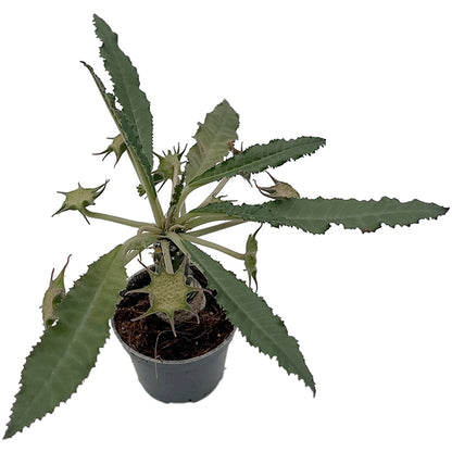 Dorstenia foetida – stinkende Dorstenie