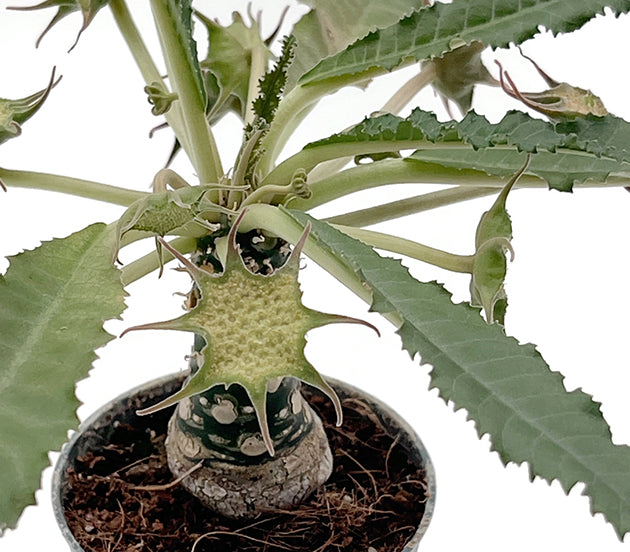 Dorstenia foetida – stinkende Dorstenie