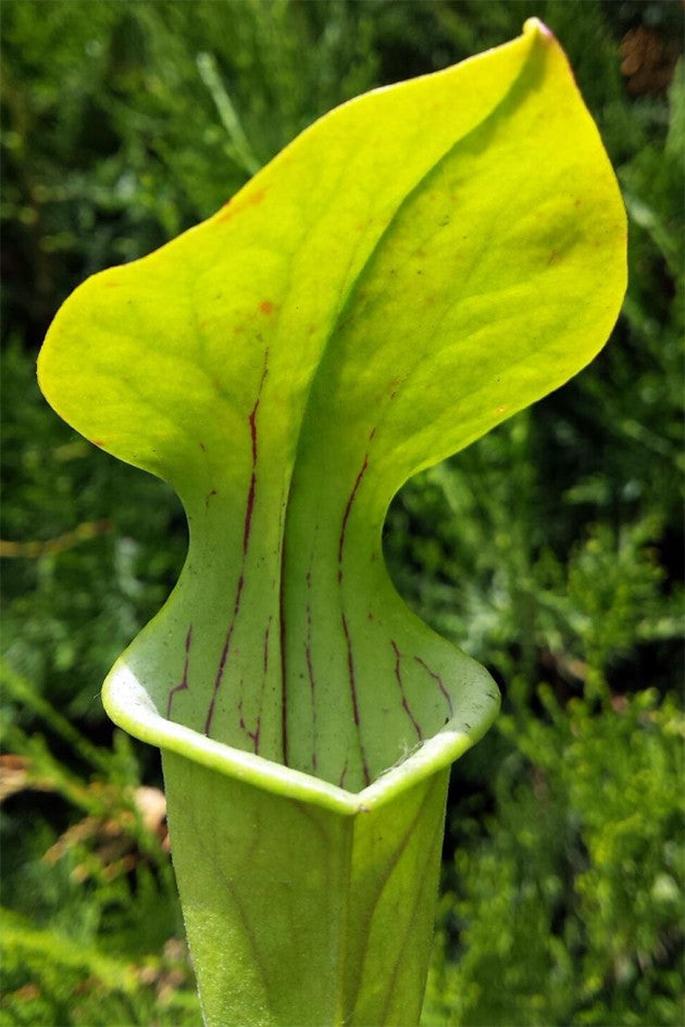 Sarracenia Oreophila Centre Alabama