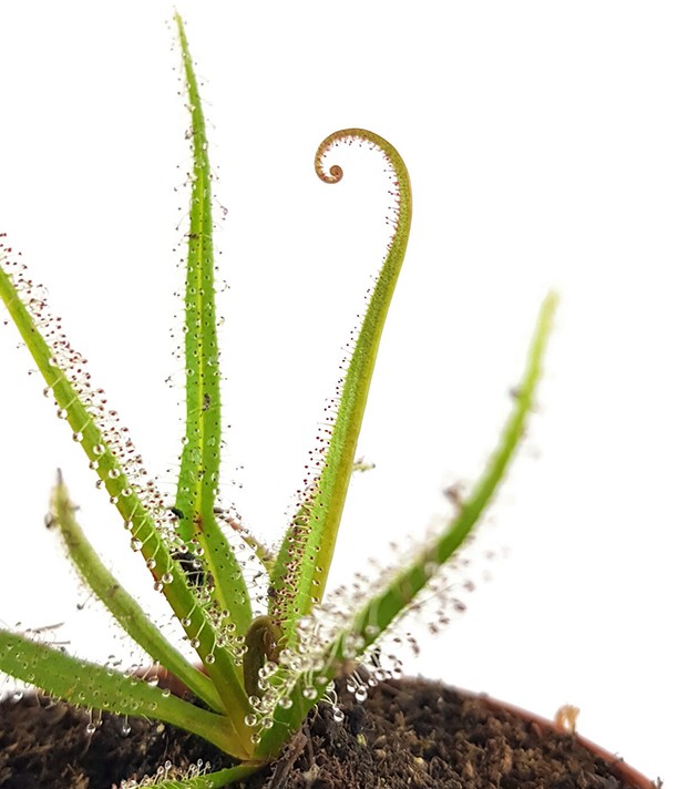 Drosera Regia - Königssonnentau