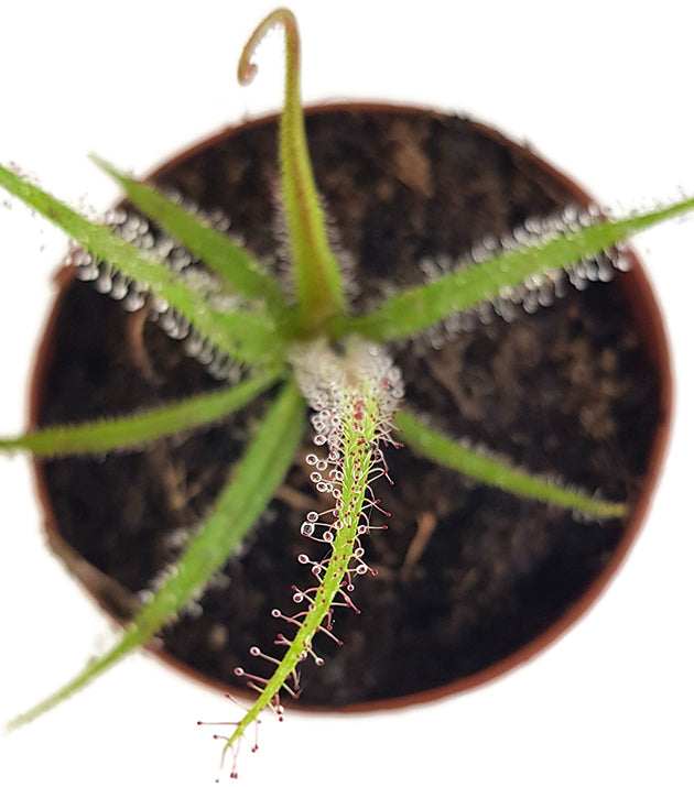 Drosera Regia - Königssonnentau