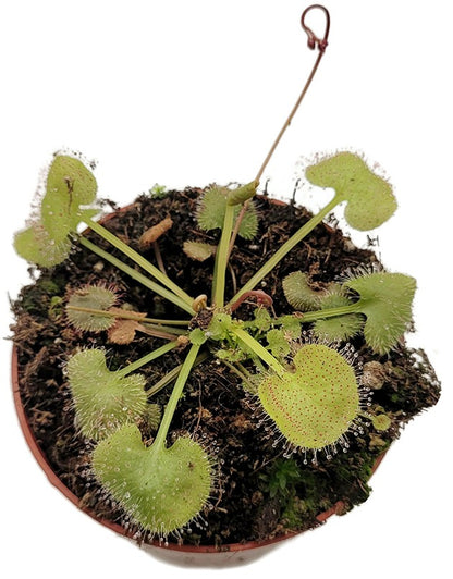 Drosera prolifera