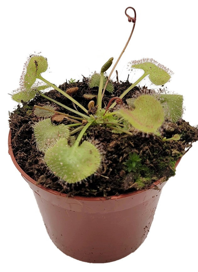 Drosera prolifera