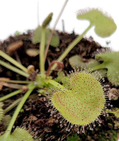 Drosera prolifera