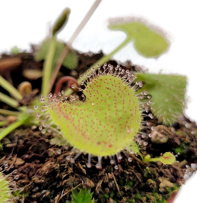 Drosera prolifera