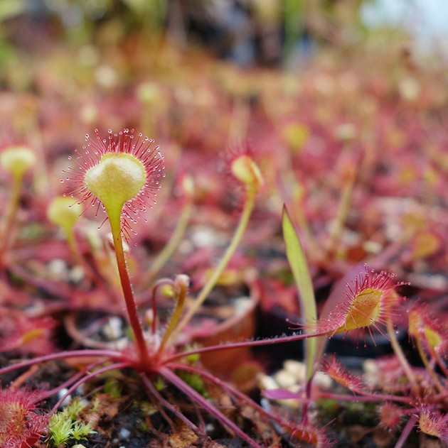 Drosera rotundifolia - Samen