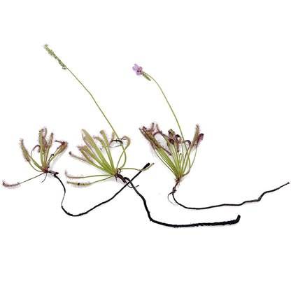 Drosera capensis Set - lose Rhizome