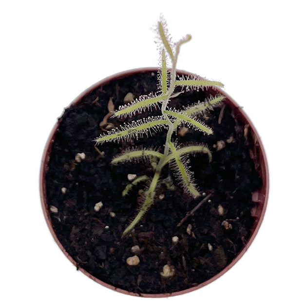 Drosera cistiflora