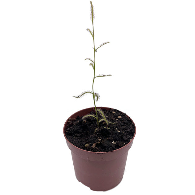 Drosera cistiflora