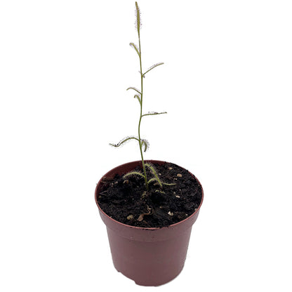 Drosera cistiflora