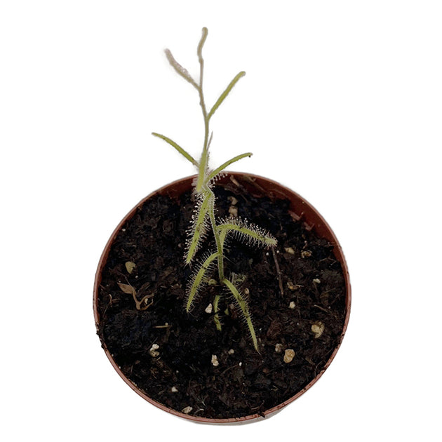Drosera cistiflora