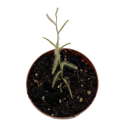 Drosera cistiflora