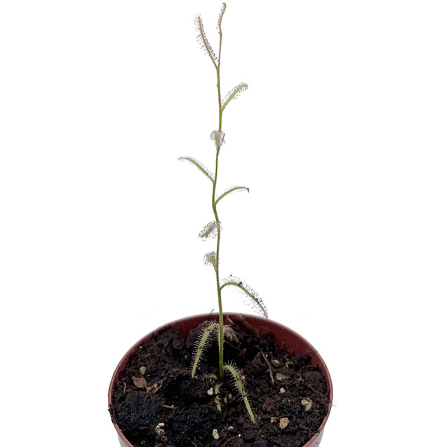 Drosera cistiflora