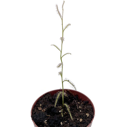 Drosera cistiflora