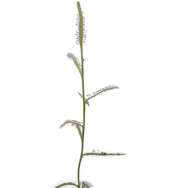 Drosera cistiflora