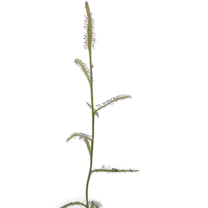 Drosera cistiflora