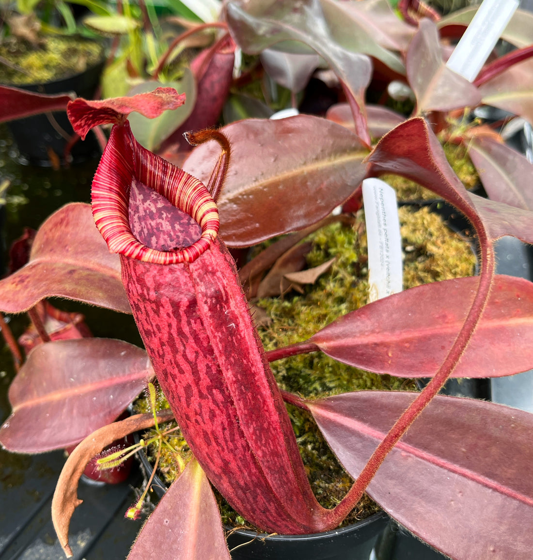 Nepenthes peltata x (veitchii x lowii) BE-4516