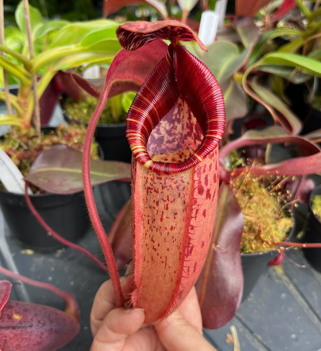 Nepenthes peltata x (veitchii x lowii) BE-4516