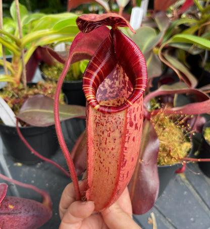Nepenthes peltata x (veitchii x lowii) BE-4516