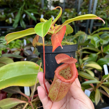 Nepenthes (ventricosa x sibuyanensis) x robcantleyi BE-4031