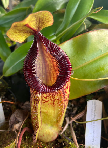 Nepenthes sibuyanensis x hamata BE-3562