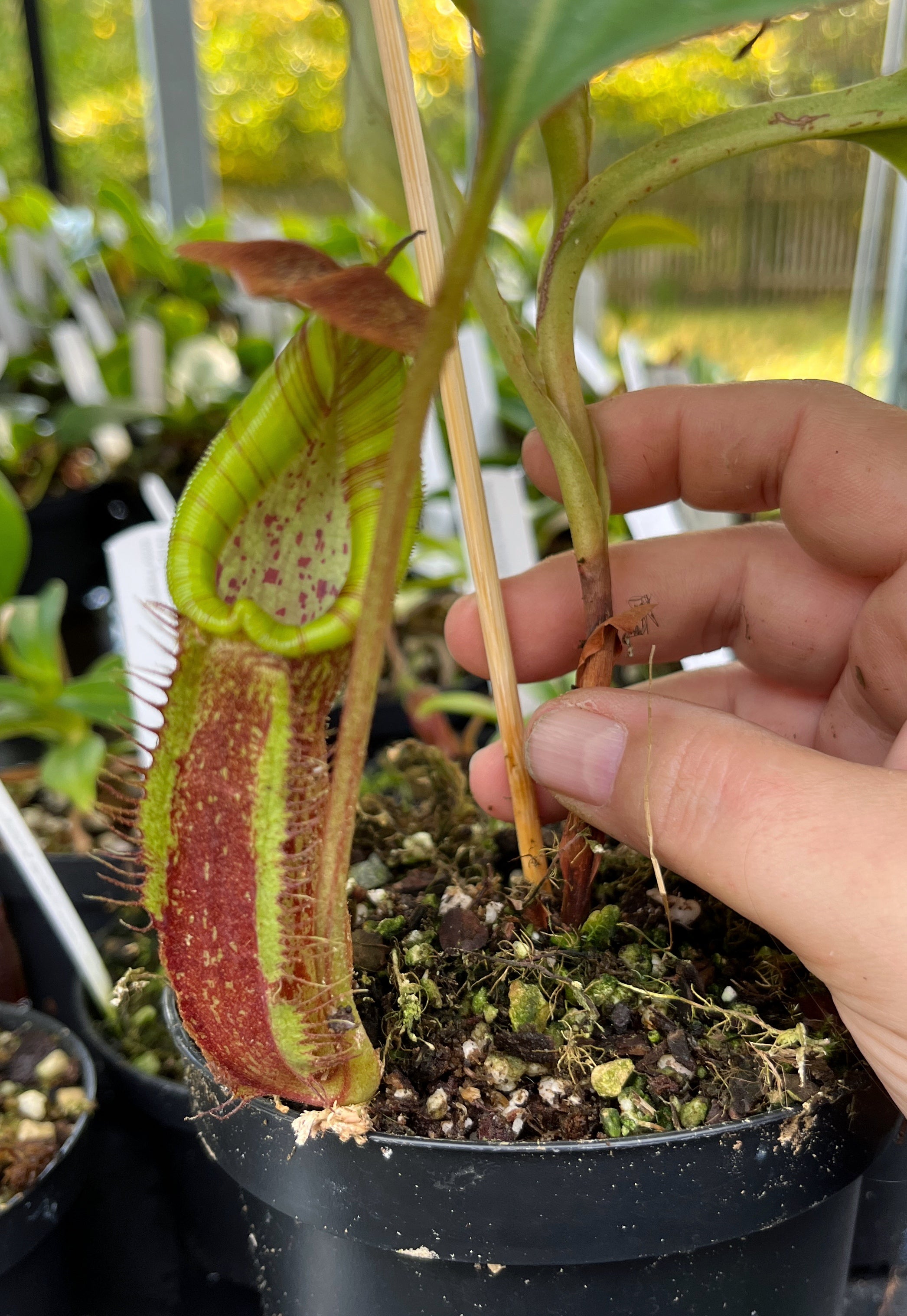 Nepenthes spectabilis x robcantleyi BE-4554