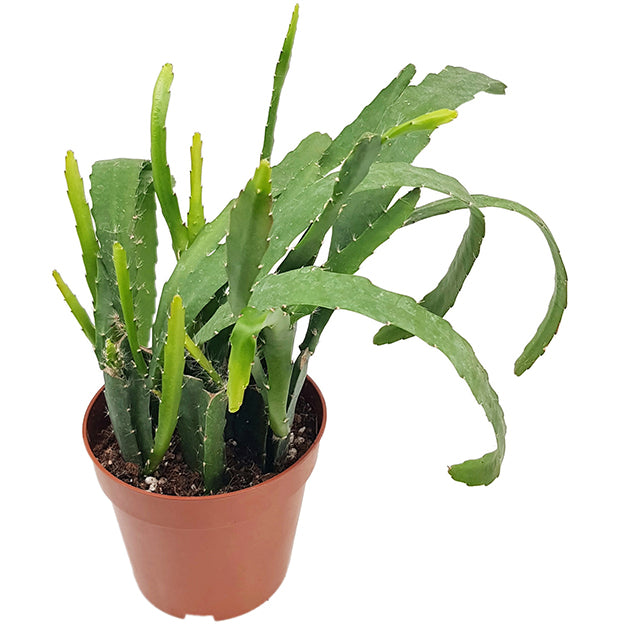 Epiphyllum "red Tip" - traumhafter Blattkaktus