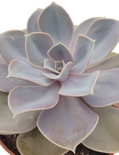 Echeveria &quot;Perle von Nürnberg&quot; - Sukkulente