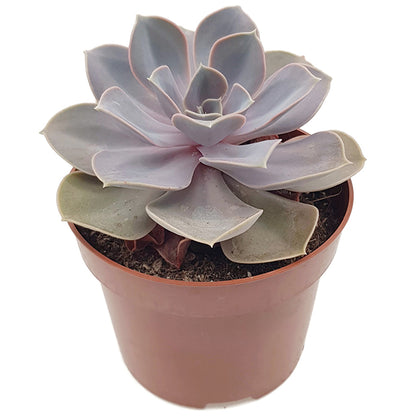 Echeveria &quot;Perle von Nürnberg&quot; - Sukkulente