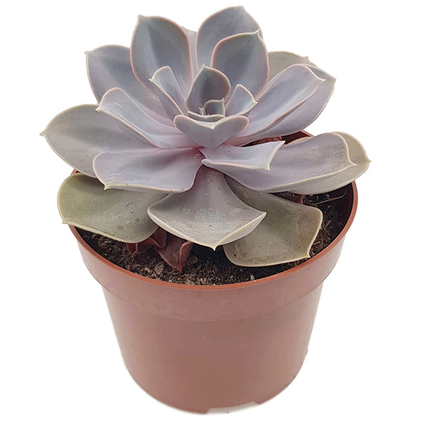 Echeveria 