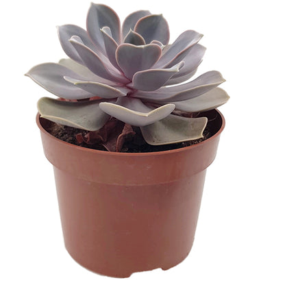 Echeveria &quot;Perle von Nürnberg&quot; - Sukkulente