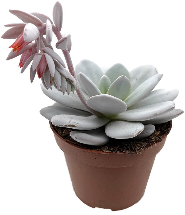 Echeveria lauii - blau grünes Dickblatt