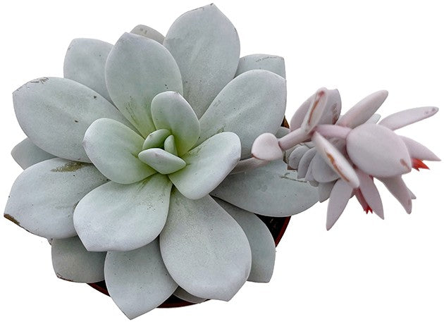 Echeveria lauii - blau grünes Dickblatt