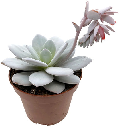 Echeveria lauii - blau grünes Dickblatt