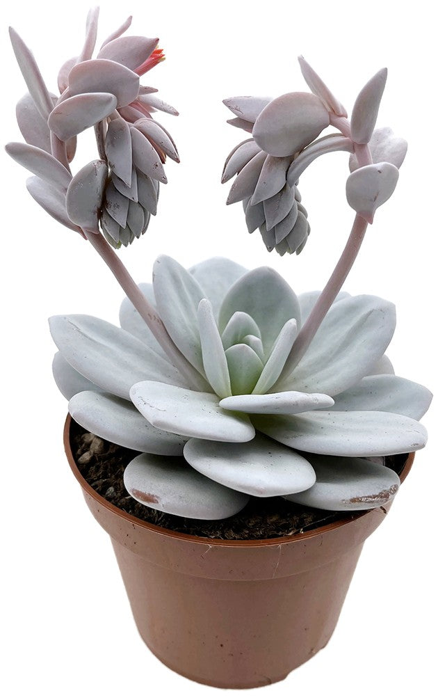 Echeveria lauii - blau grünes Dickblatt