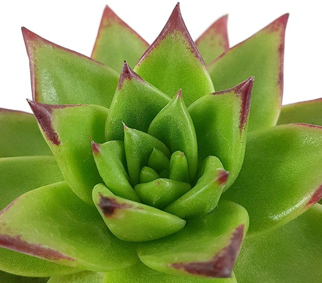 Echeveria agavoides "Lipstick" - verführerisches Dickblatt